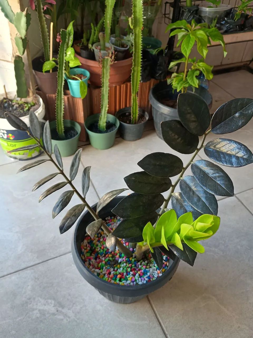 Vendo mudas de Zamiocuca Black Quenn, lindíssima 