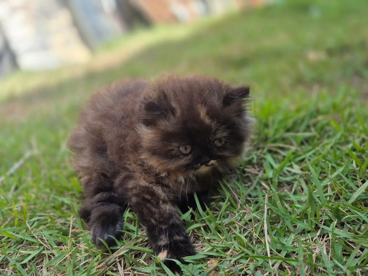 Vende - se  filhotes Gato Persas