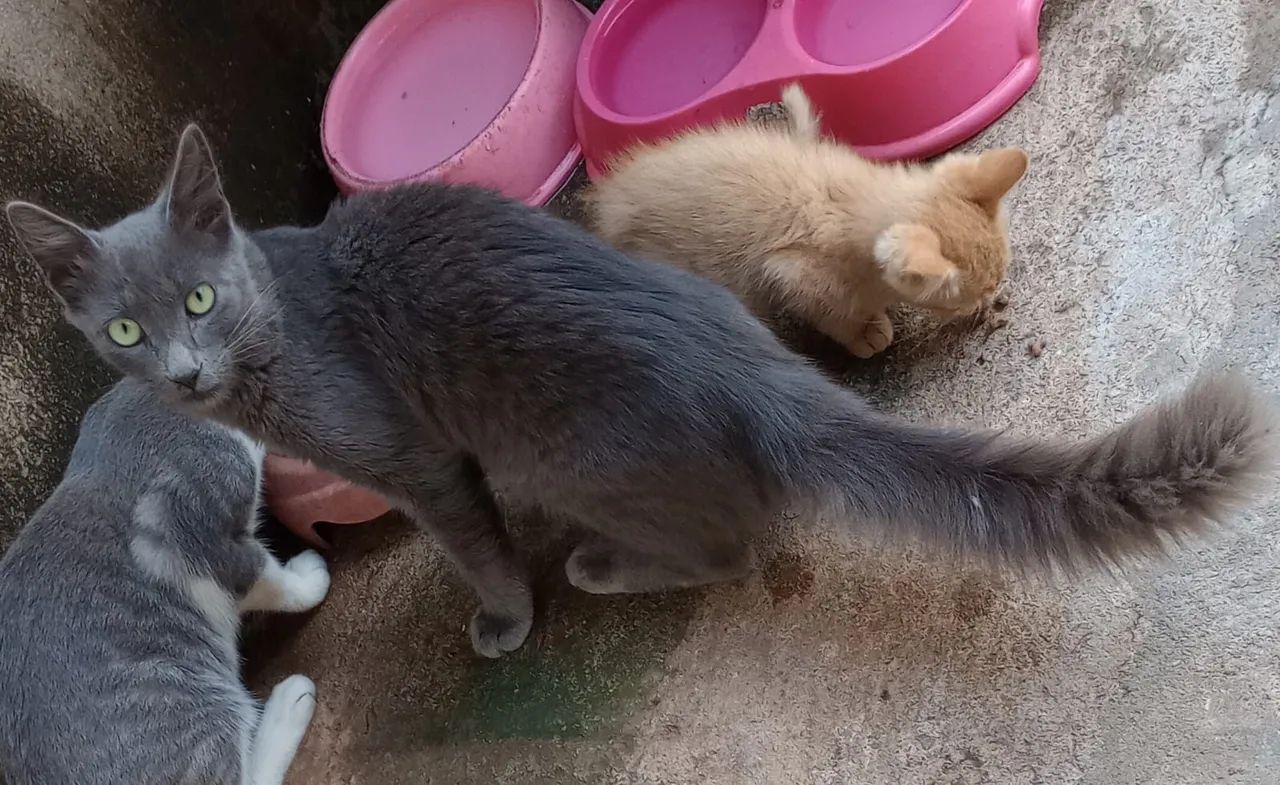 Gatinha cinza e branca disponível para adoção - Foto 3