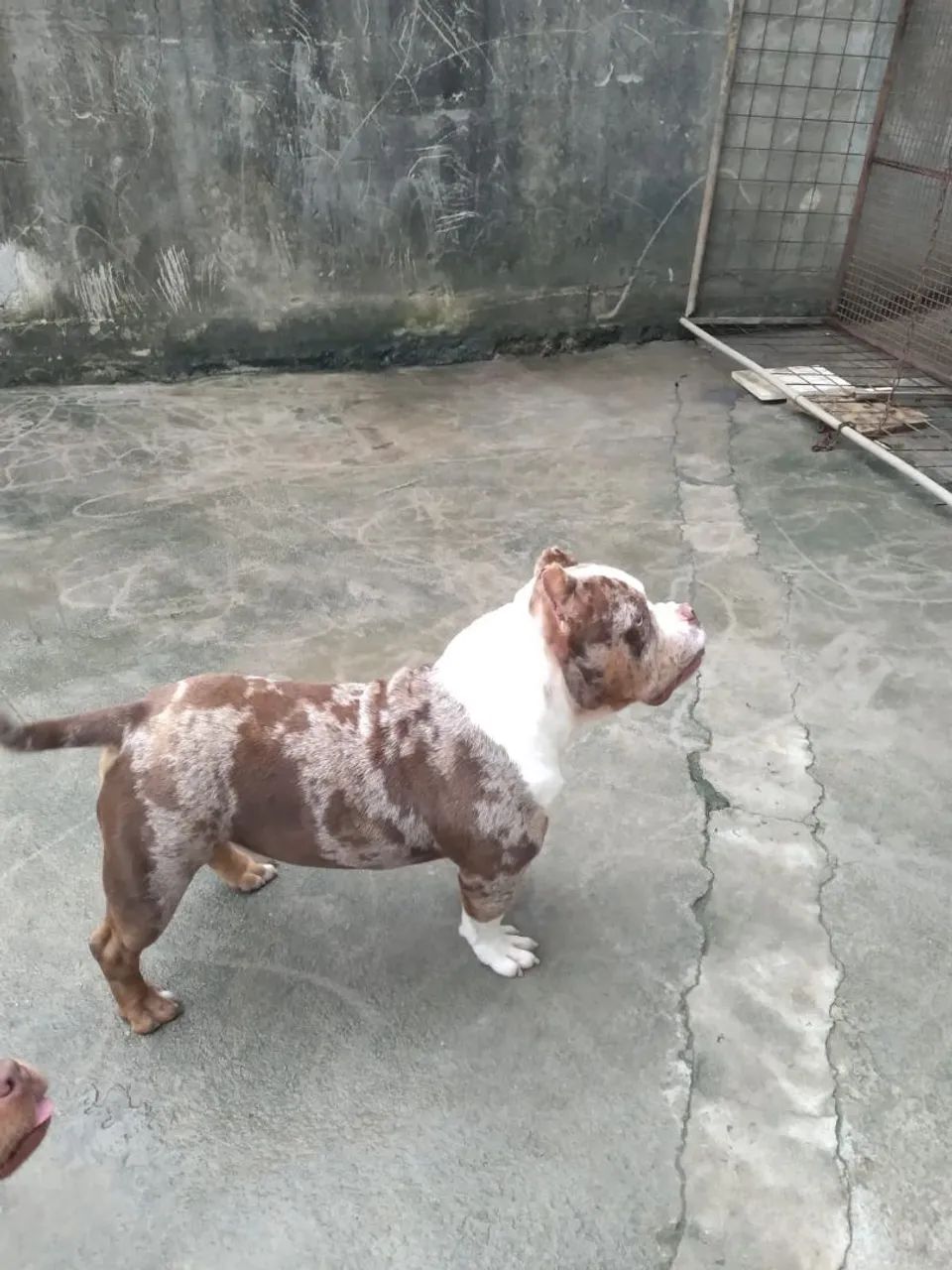 Bully micro - Foto 3