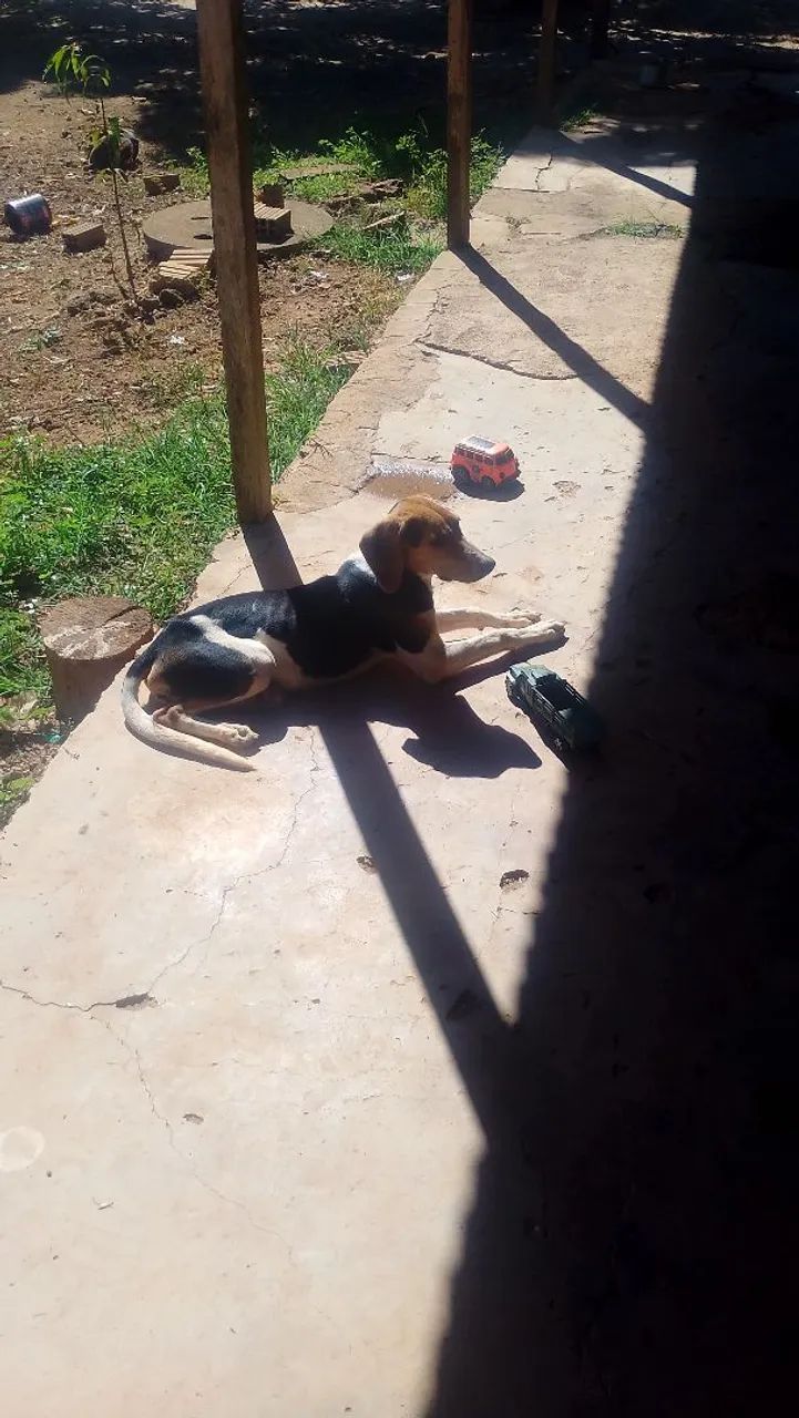 Cães Adoráveis para venda  - Foto 4