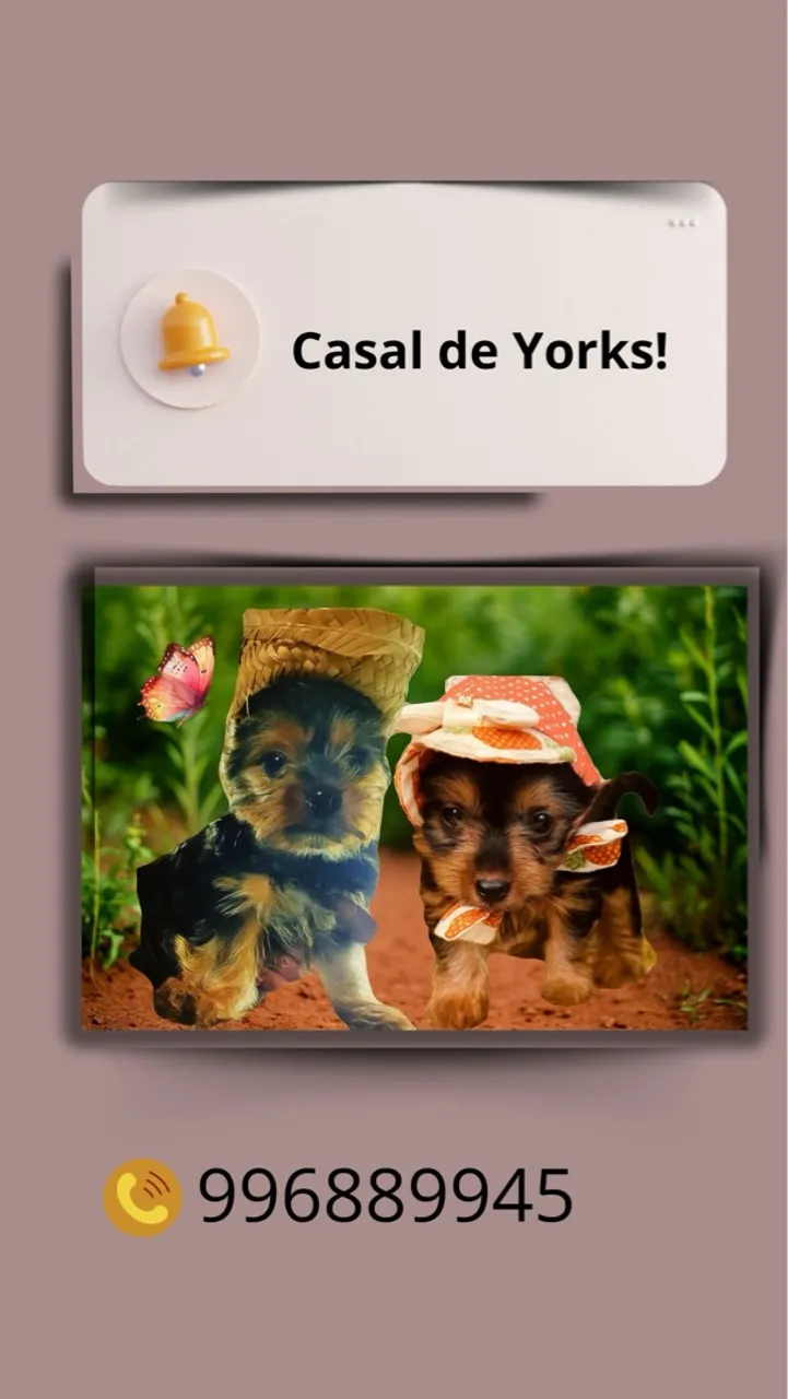 Casal de Yorks!