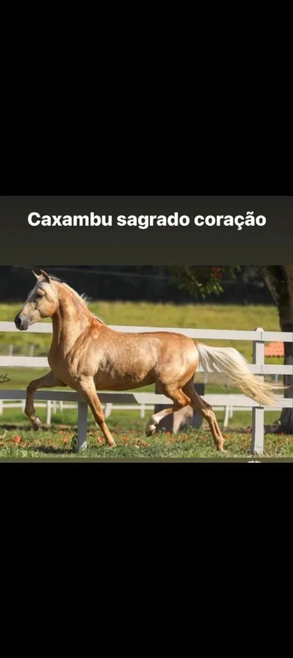 Potro puro sangue - 6 meses baio marilho  - Foto 3