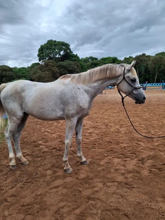 Cavalo Puro Sangue Árabe