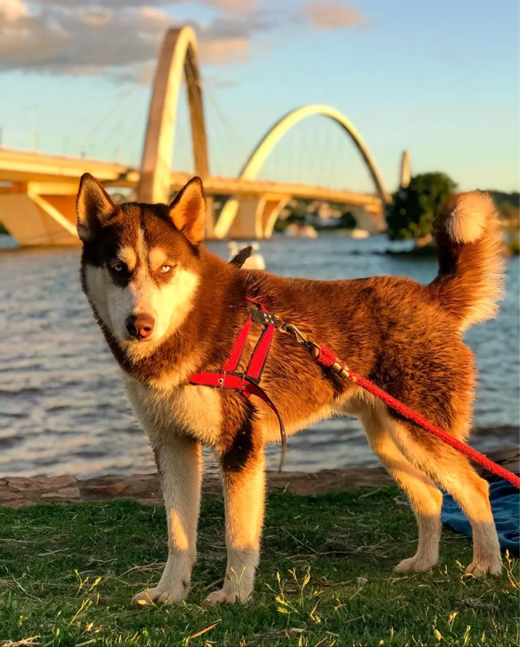 Husky Siberiano Procura Namorada