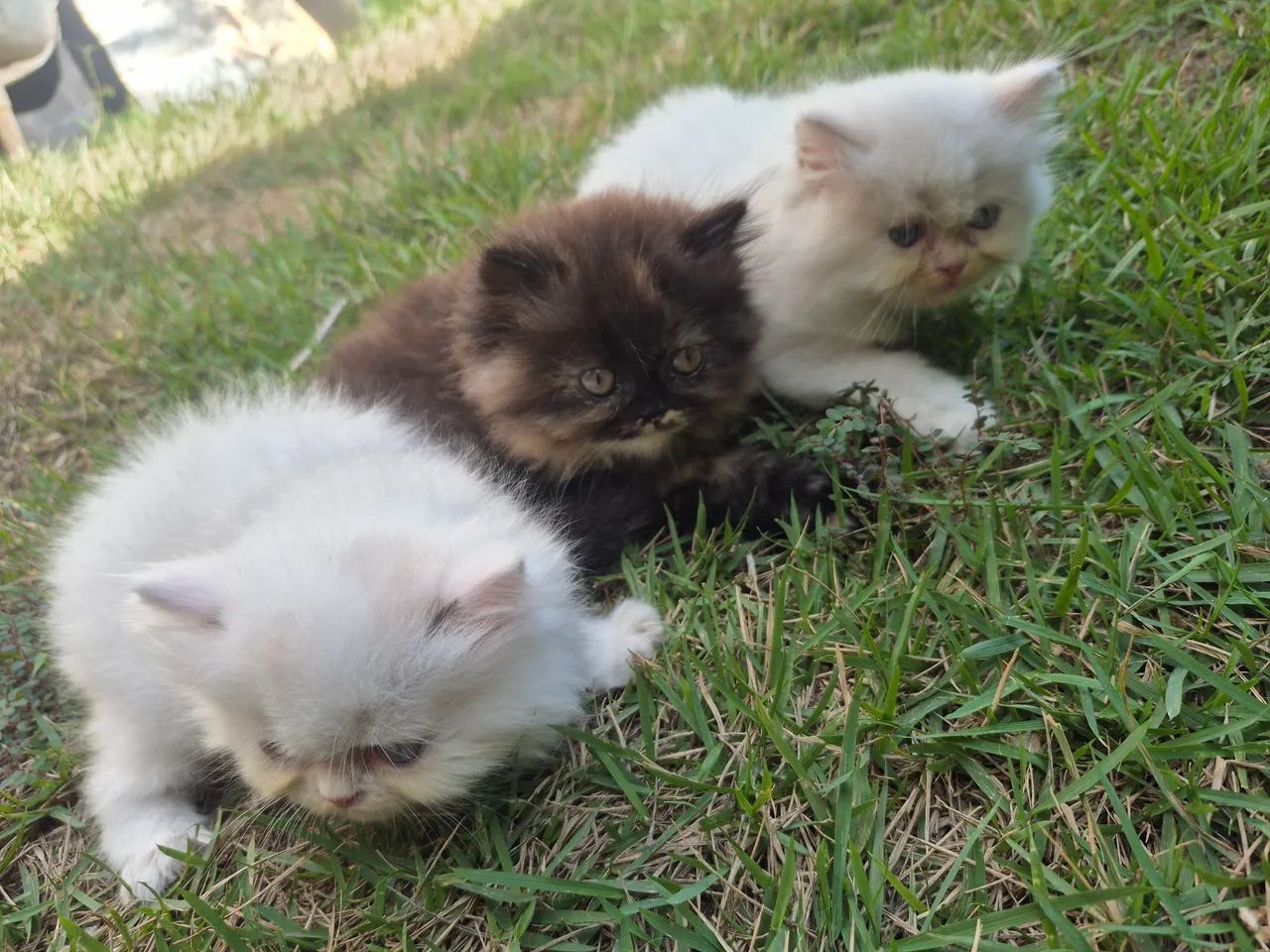 Vende - se  filhotes Gato Persas - Foto 5