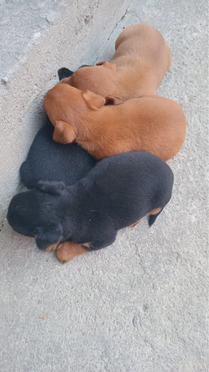 Filhotes de cachorro