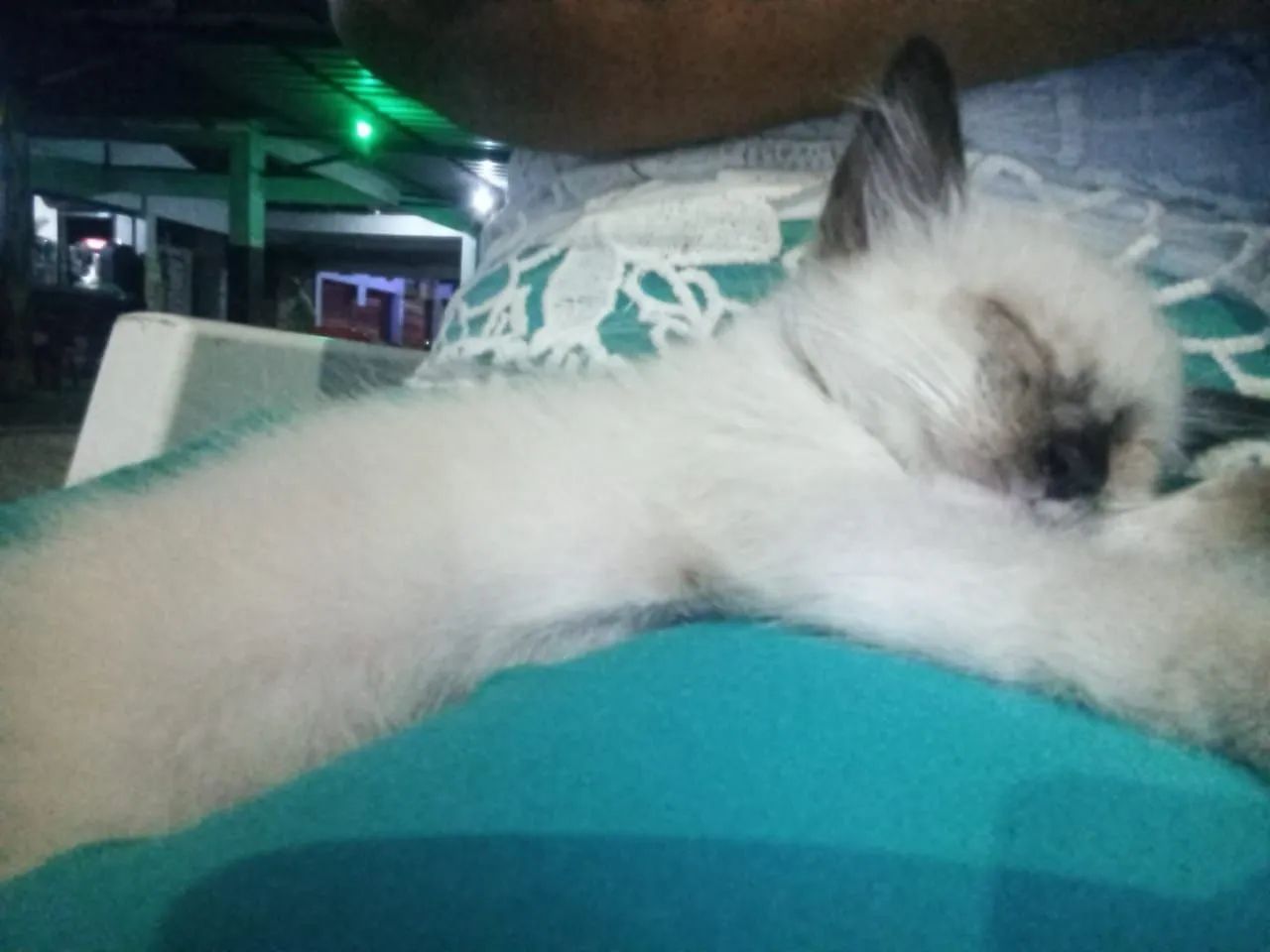 Macho filhote 2 meses