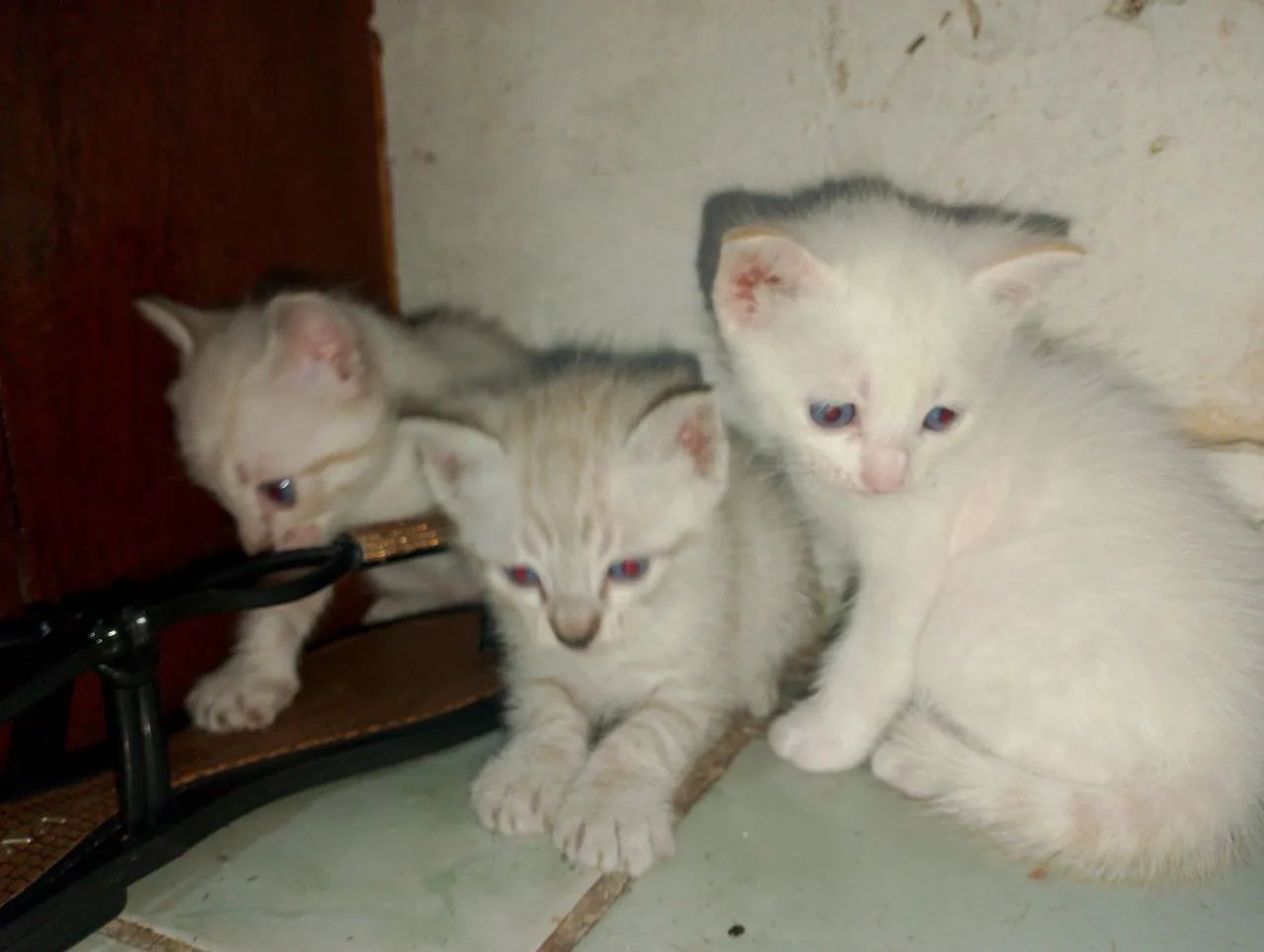 Três gatinhos fofinhos para adoção - Foto 4