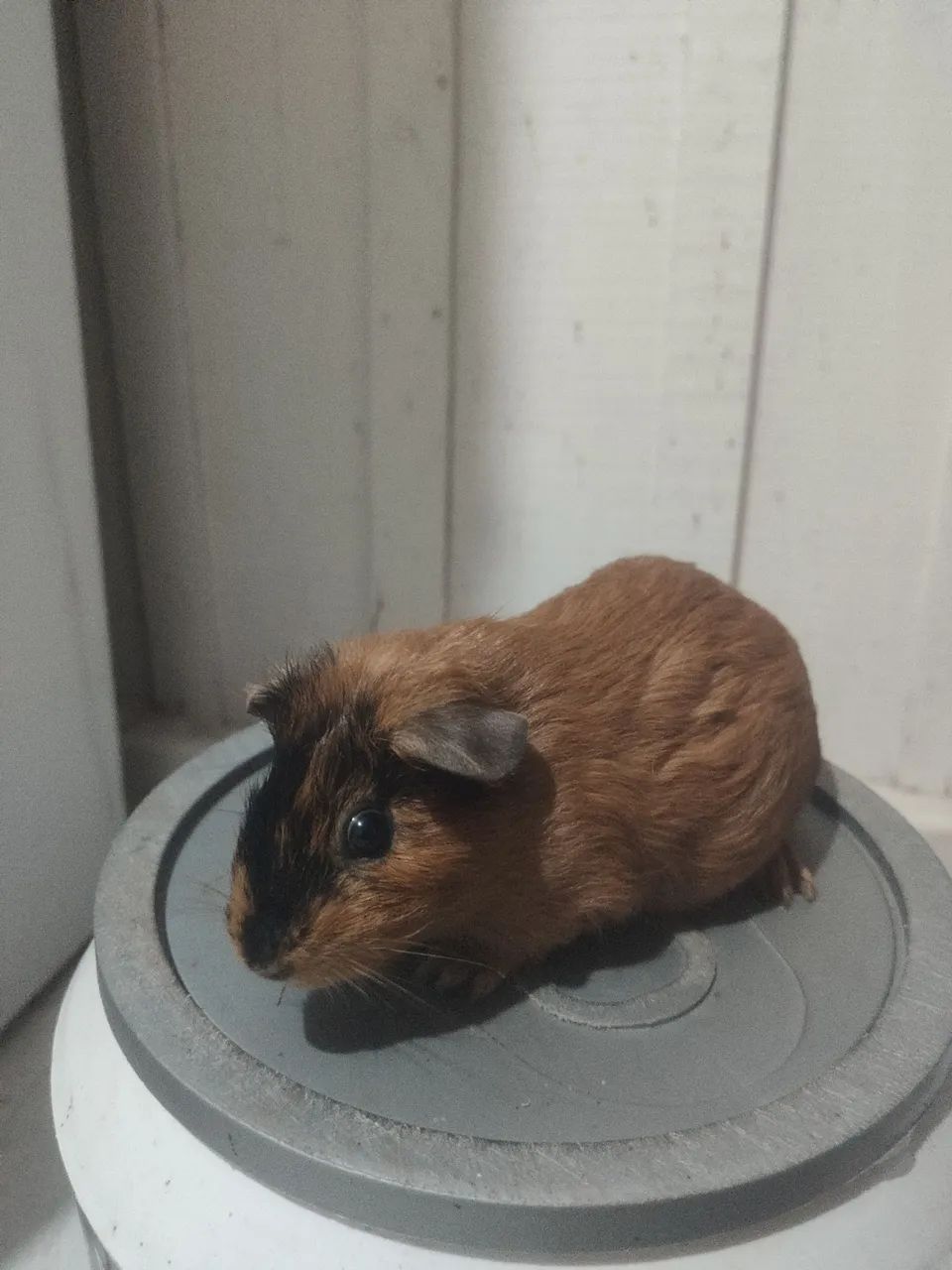 Porquinhos da índia  - Foto 2