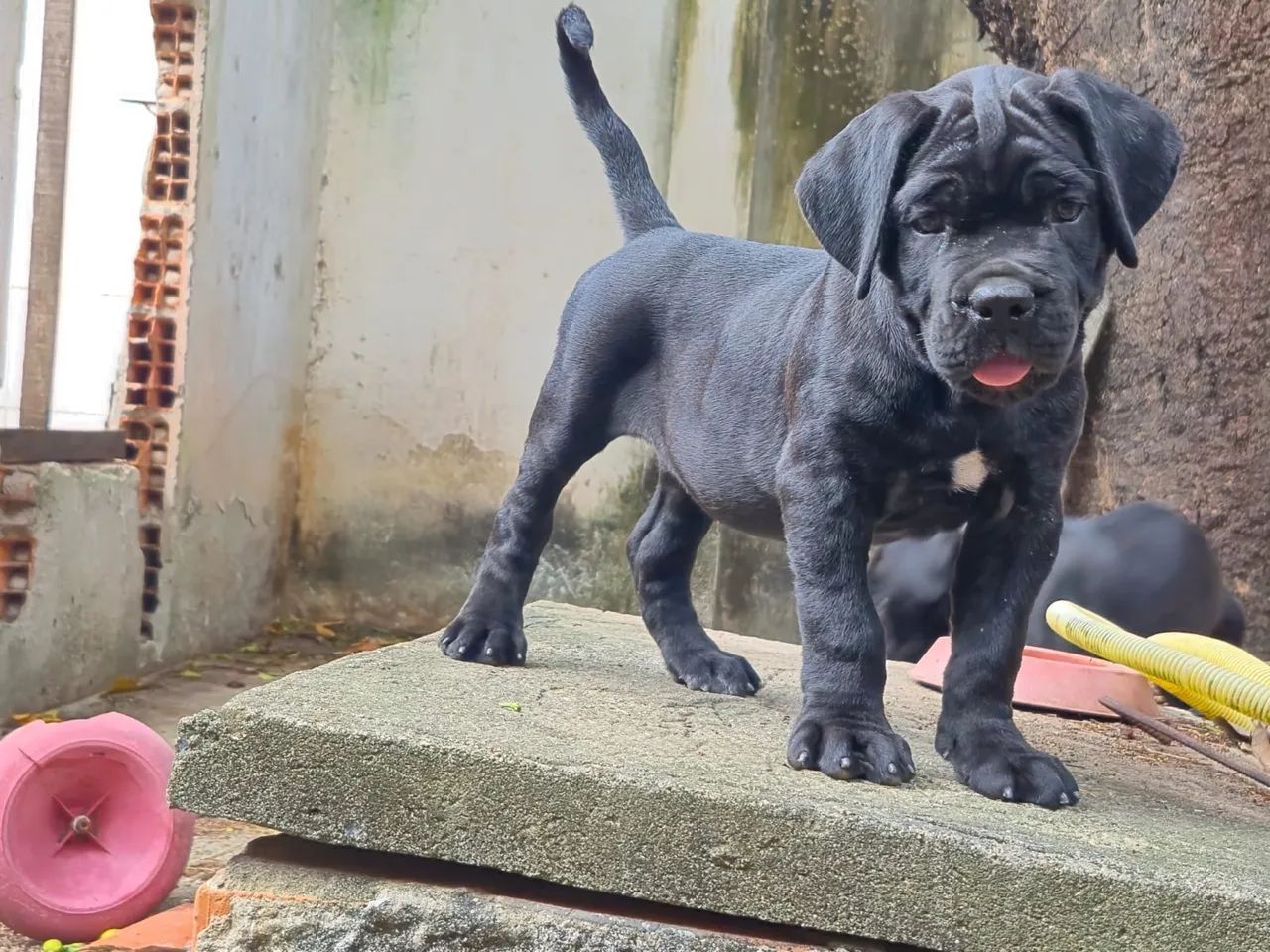 Cane Corso com pedigree  - Foto 2