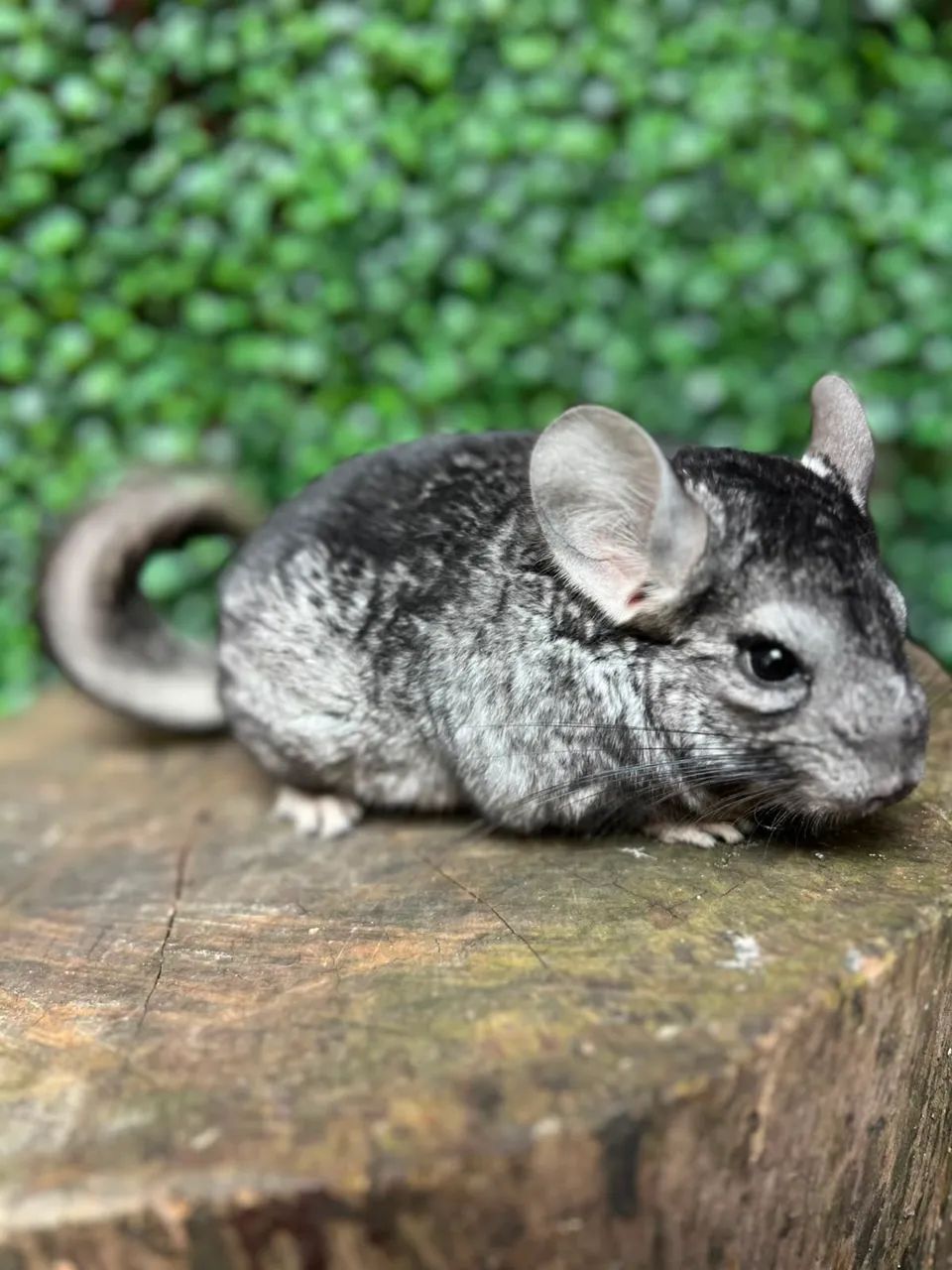 Chinchila 