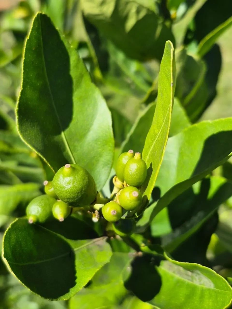 MUDAS DE LIMÃO GALEGO E SICILIANO PRODUZINDO  - Foto 4
