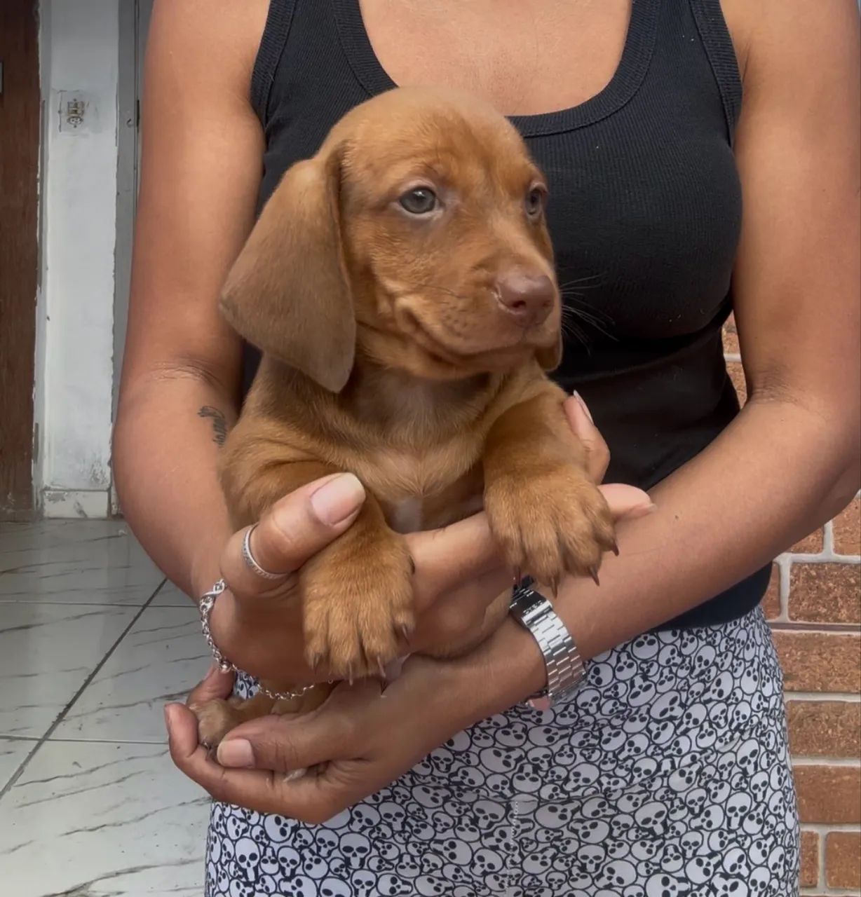 Basset macho 
