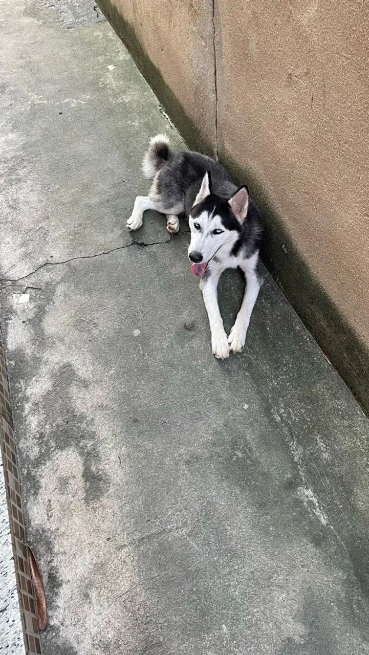 Doação de Husky  - Foto 2