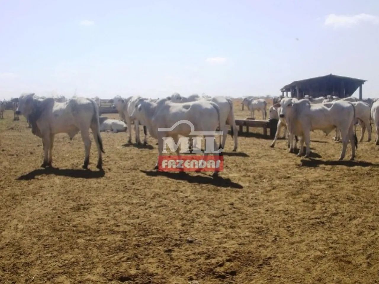 Fazenda em Imperatriz-MA. (2.252 Hectares). Dupla Aptidão - Foto 5