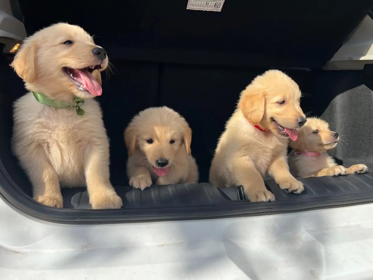 FILHOTES DE GOLDEN  - Foto 3
