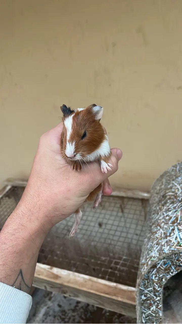 Filhotes de porquinho da Índia  - Foto 2