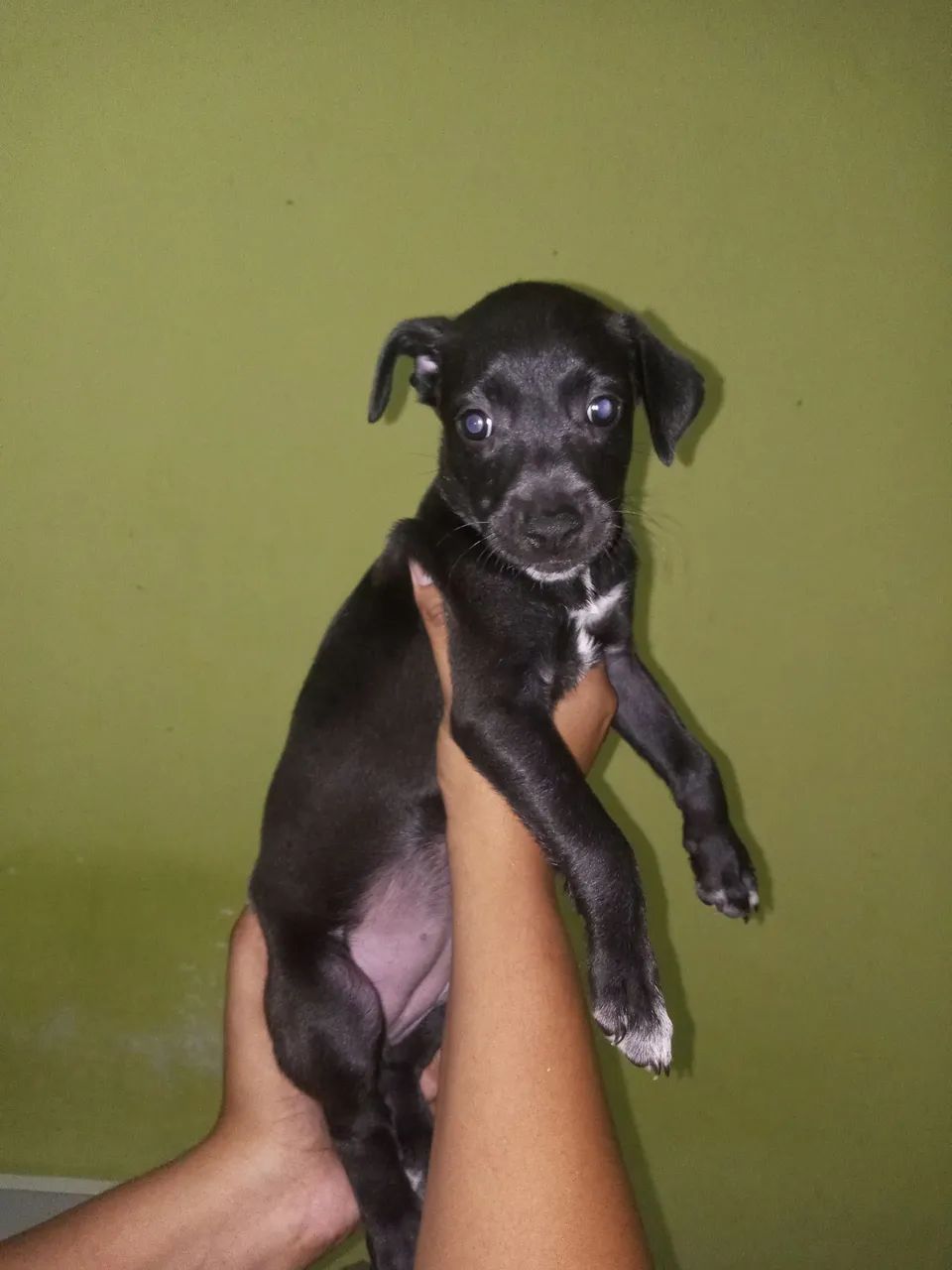 cachorrinhos para adoção  - Foto 2