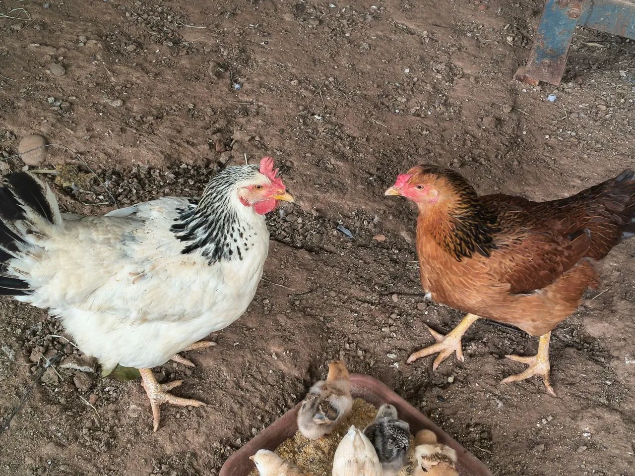 Galinha  - Foto 2