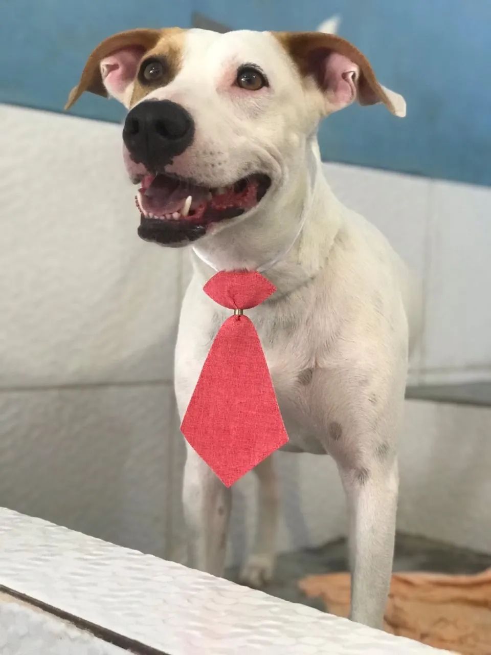 Adoção Cachorro - Foto 2