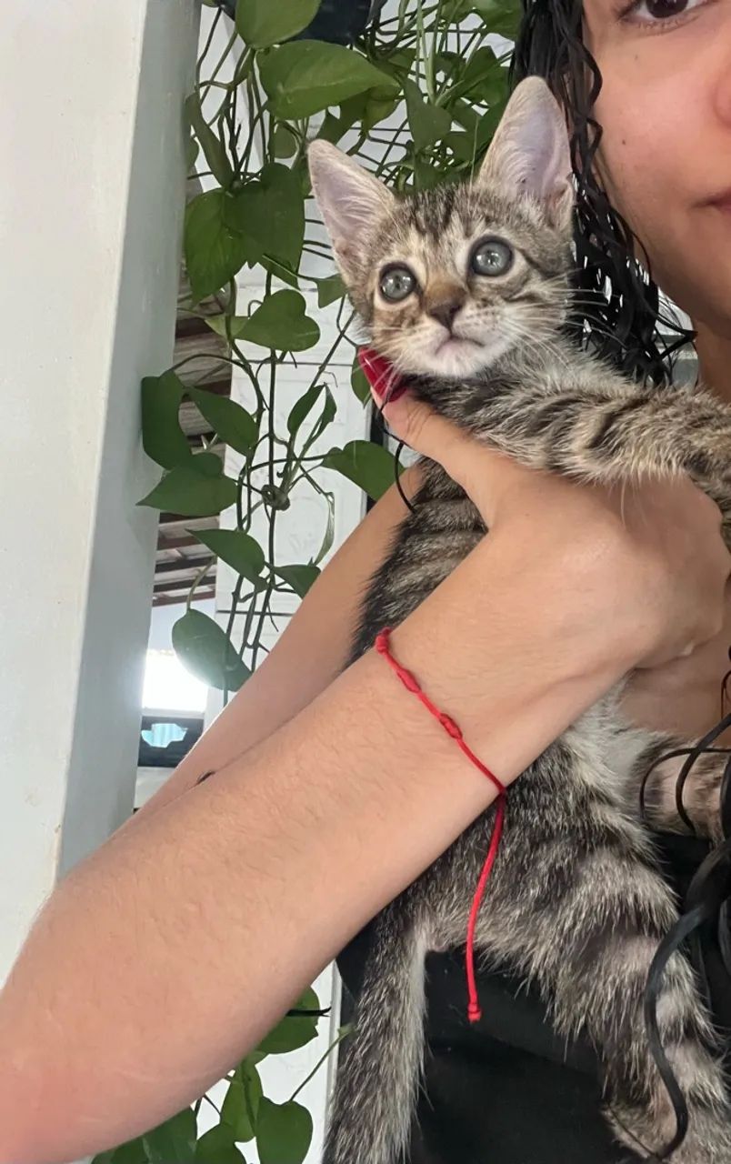 Gatinha para adoção 