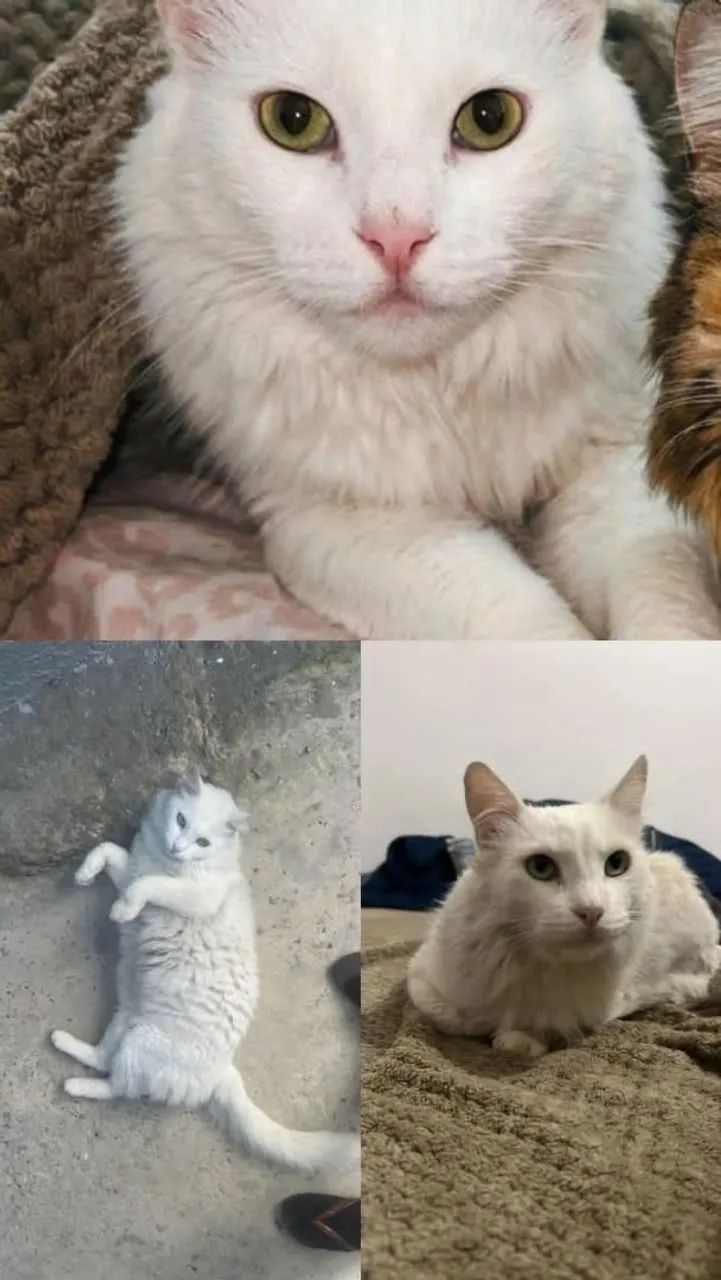 Gato desaparecido na vila Barão  - Foto 2