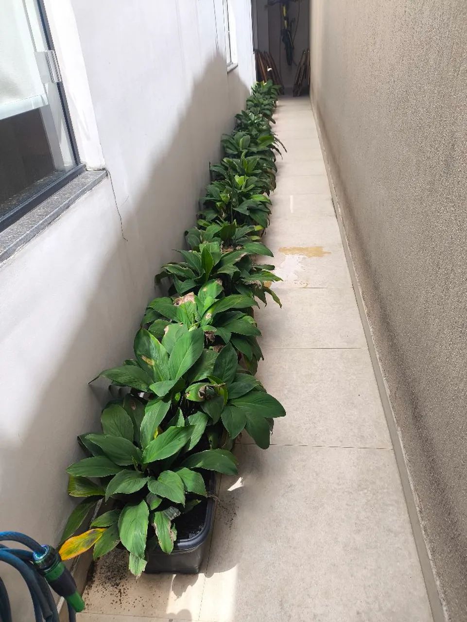 Vende-se muda de zamioculca e lírio da paz - Foto 3