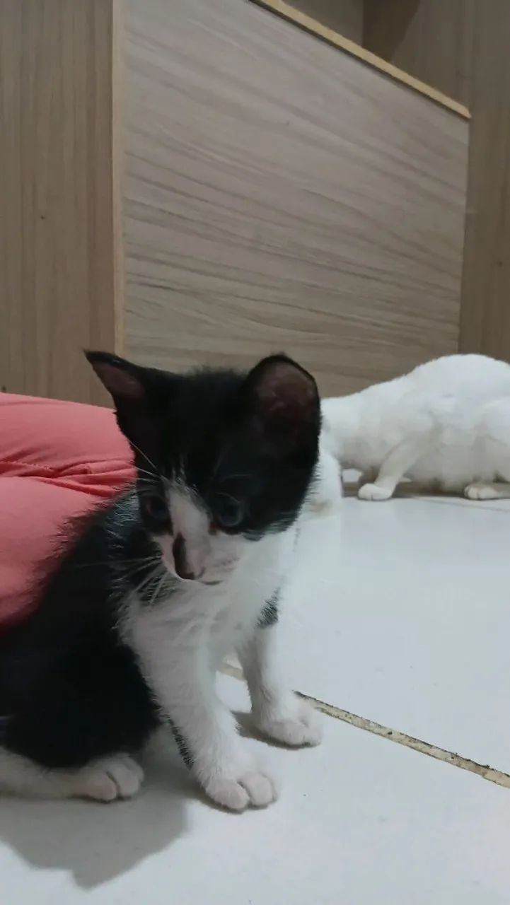 Adoção de gatinhas - Foto 5