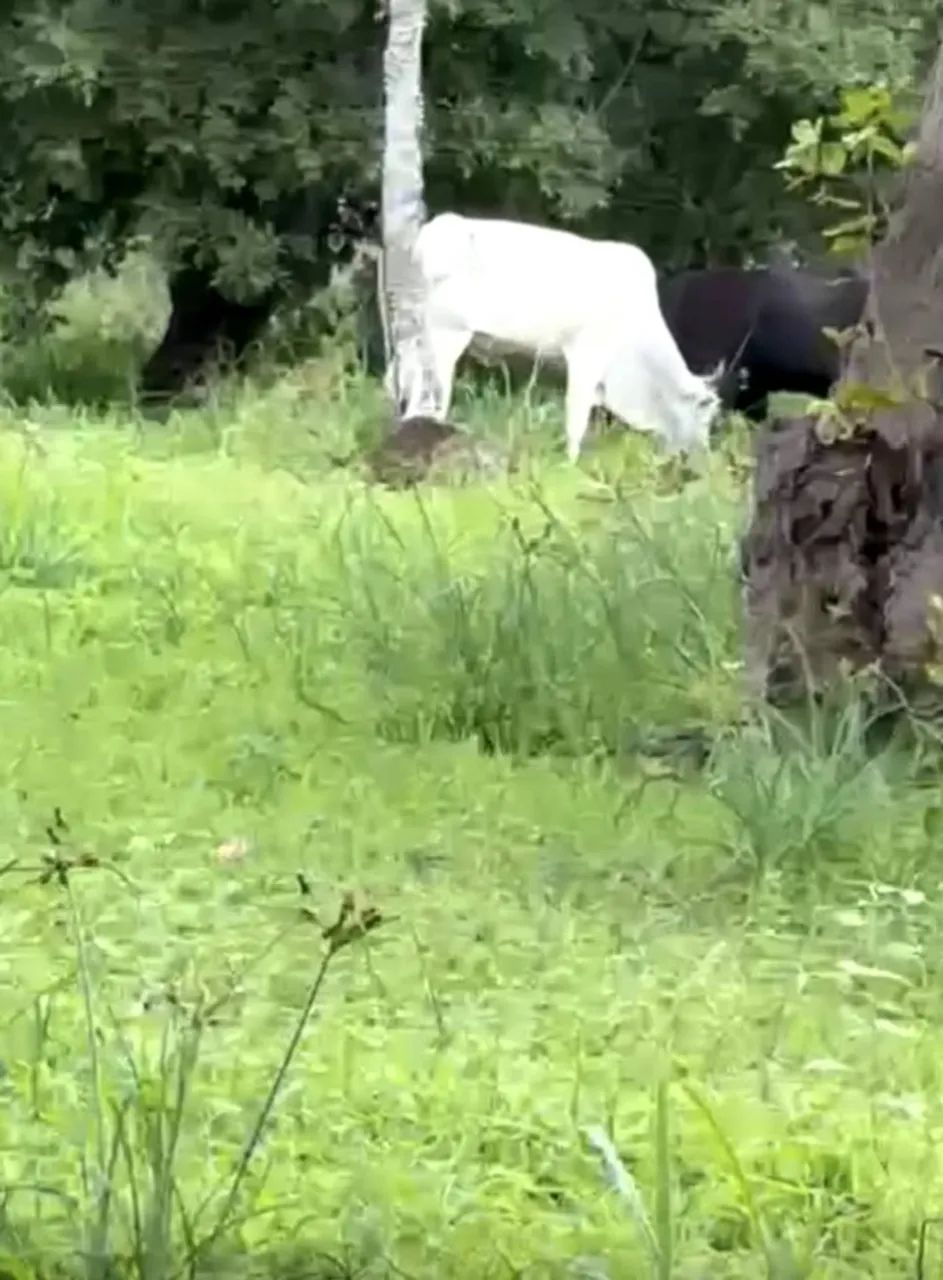 NELORE Vacas e filhotes - Foto 2