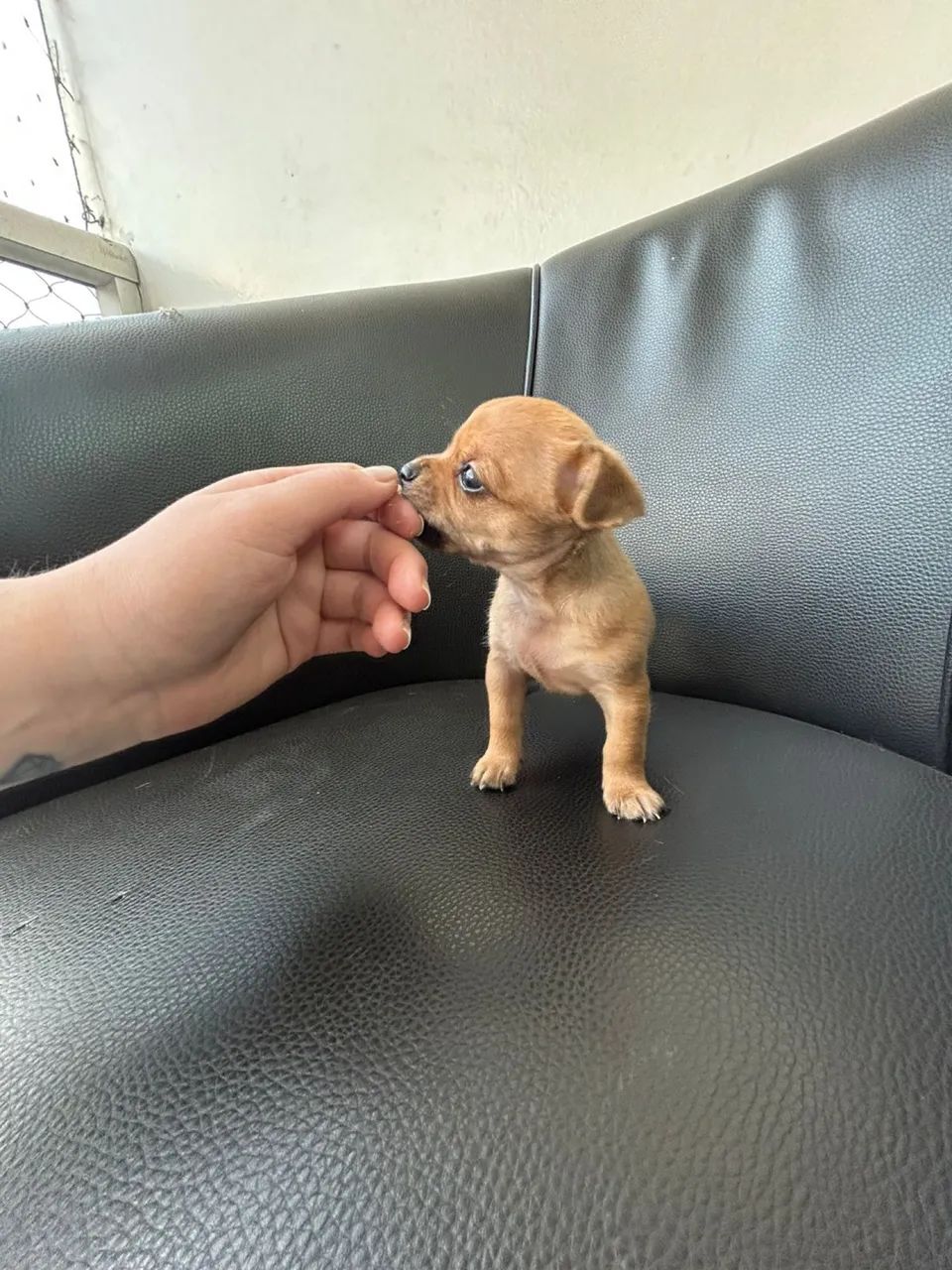 Pinscher zero  - Foto 4