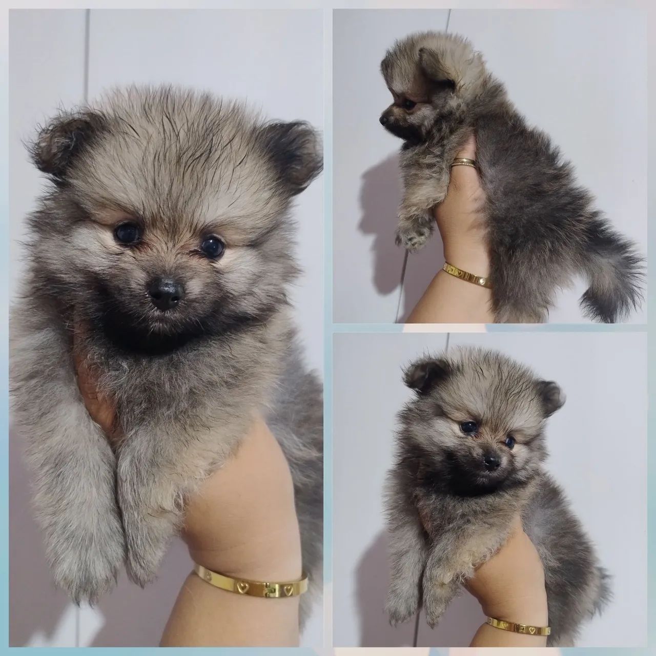 Spitz alemão Anão  - Foto 3