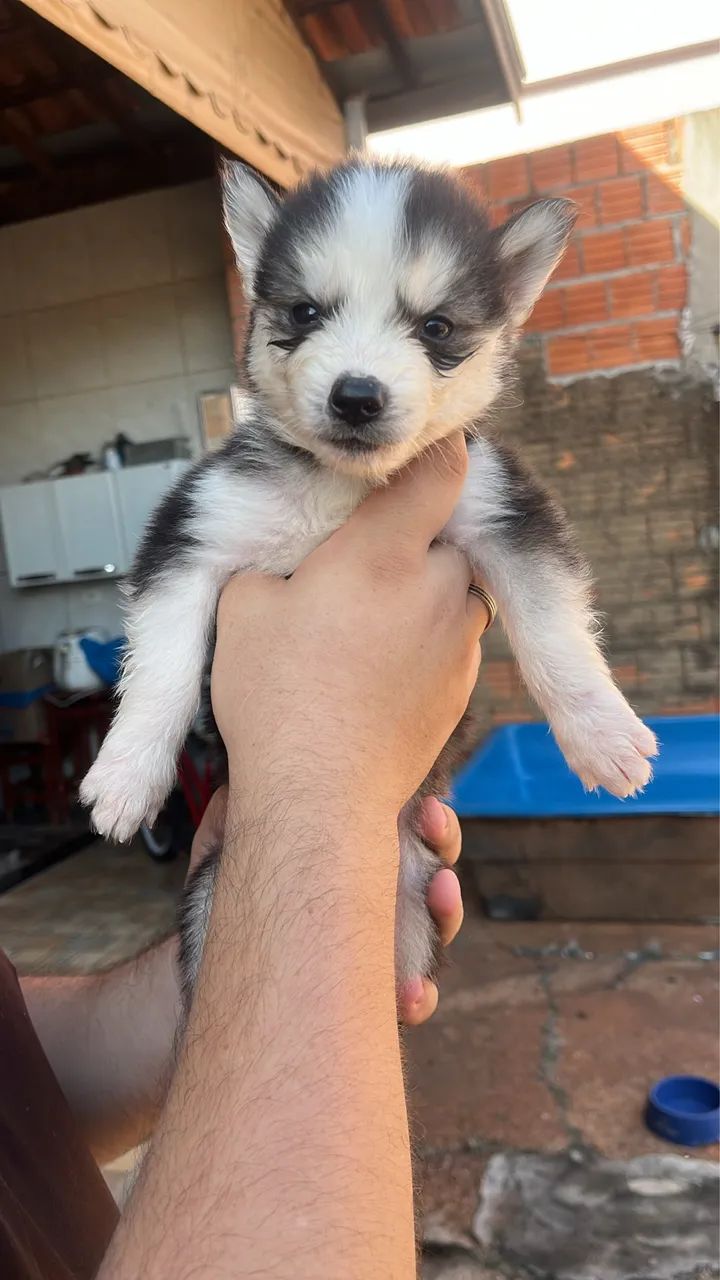 Filhotes machos de husky siberiano  - Foto 3