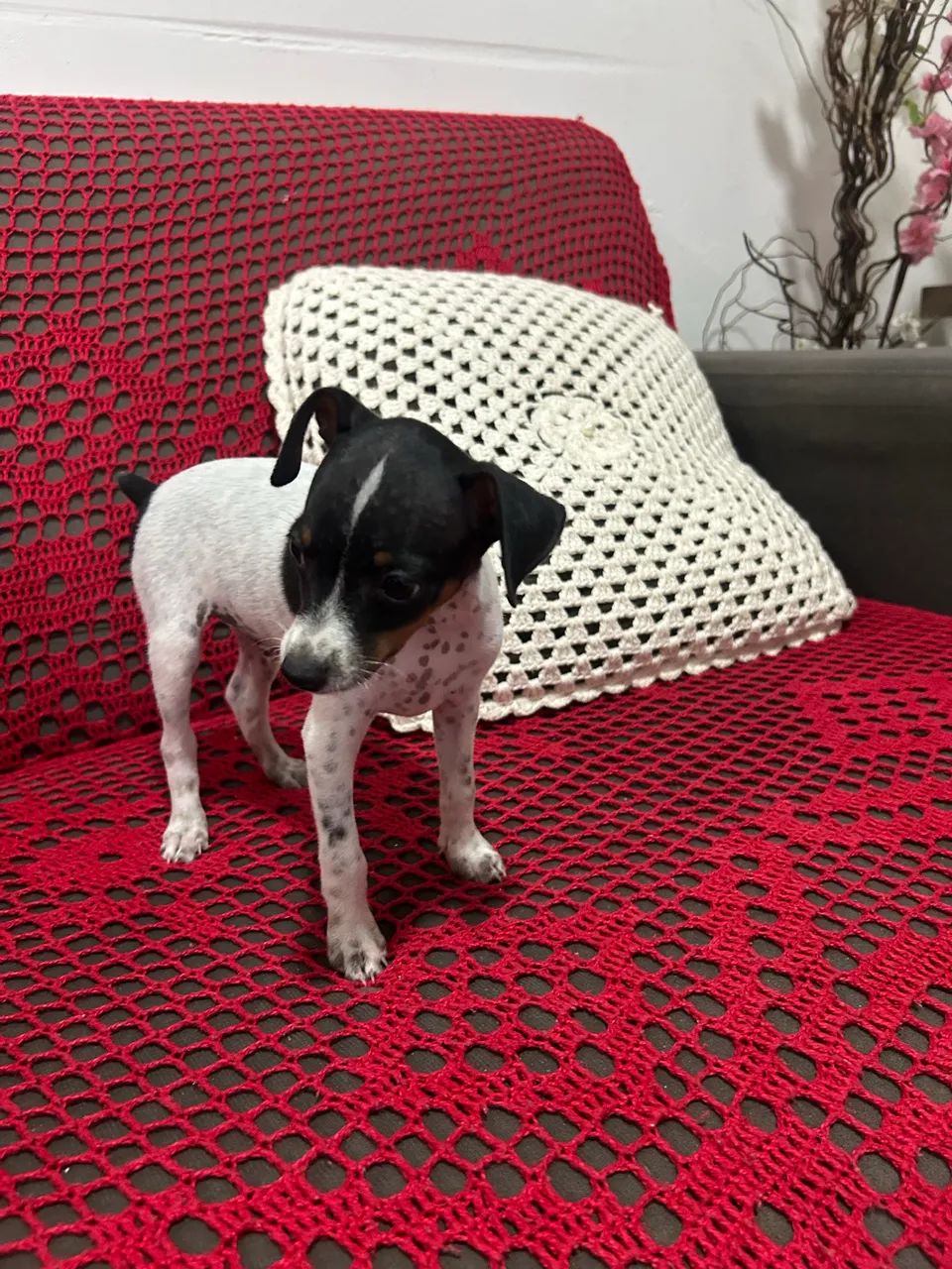 Filhote pinscher  - Foto 4