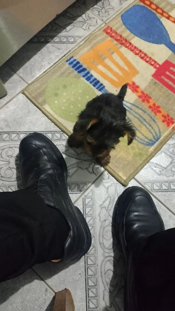 Cachorra yorkshire terrier 0 - Foto 3