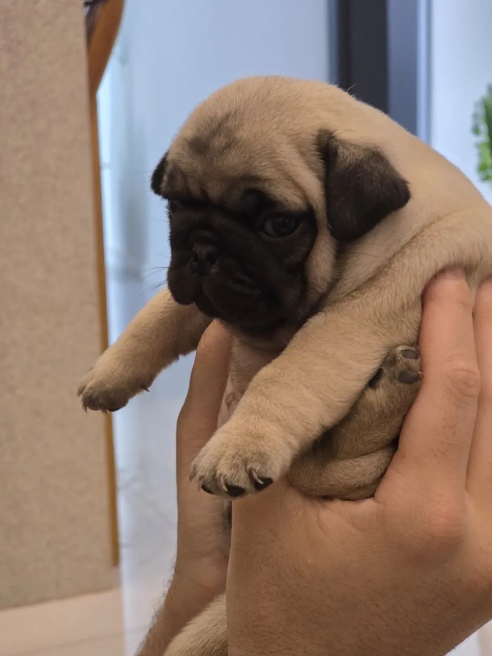 Pug fêmea  - Foto 4
