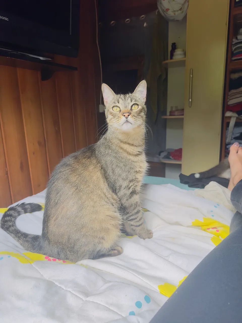 Gato - Foto 2