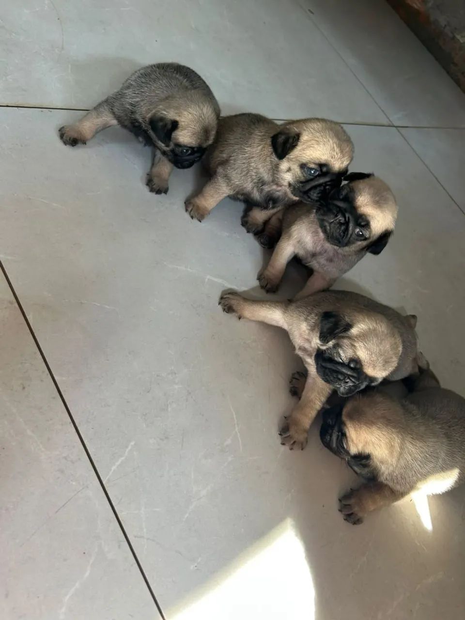 Pug mini - Foto 4