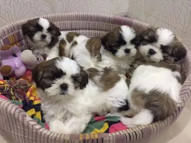 Shihtzu casal disponível 