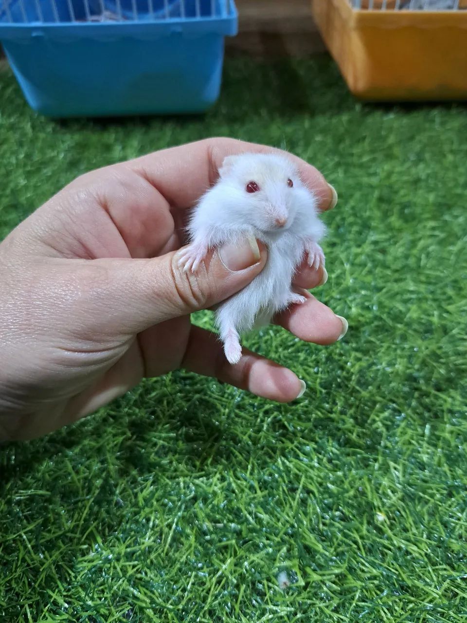 hamster  - Foto 2