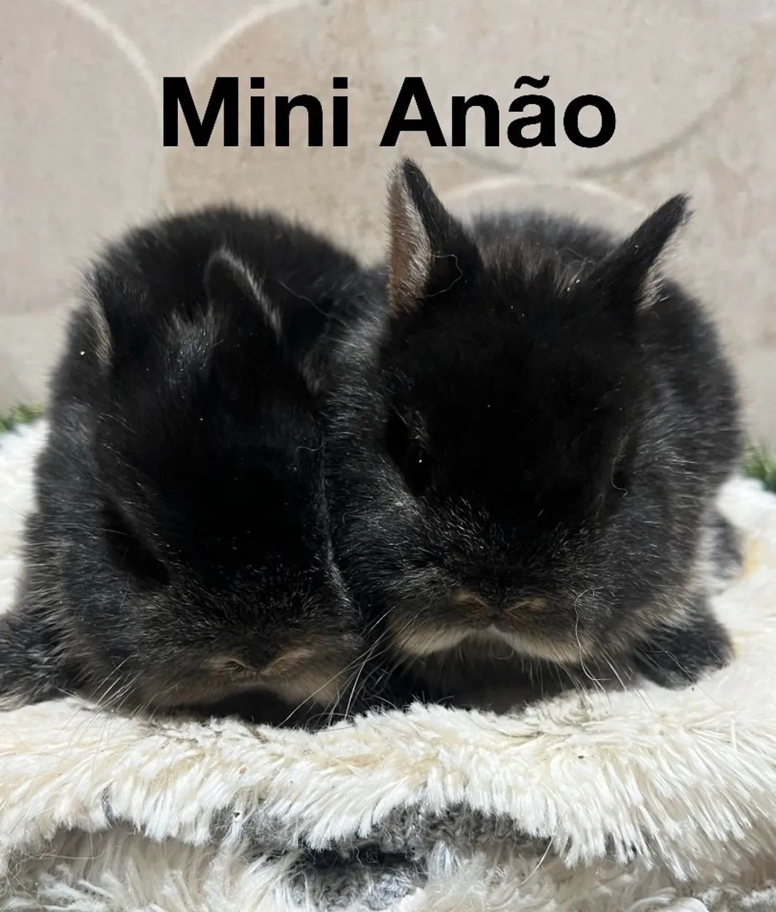 Mini coelhos  - Foto 2