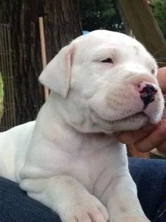 Dogo Argentino Machos e Femeas