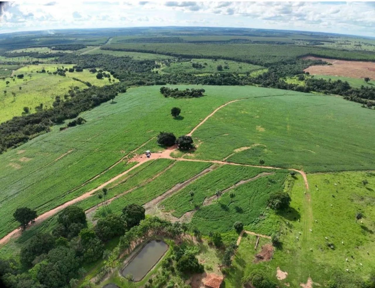 Fazenda no triângulo mineiro lavoura  - Foto 4