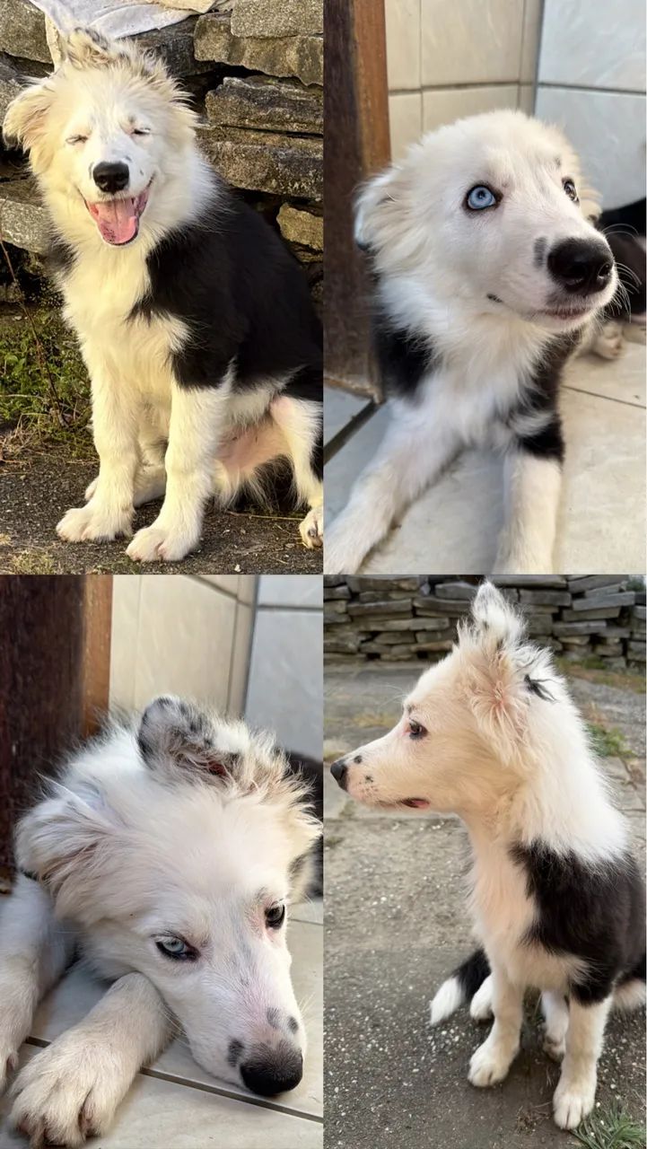 Filhote de Border Collie Macho - Foto 3