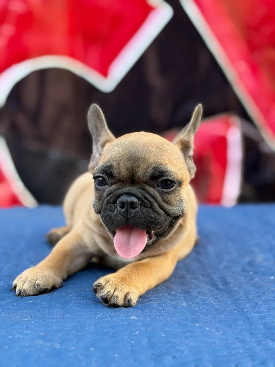 Buldogue francês micro exótico  - Foto 5