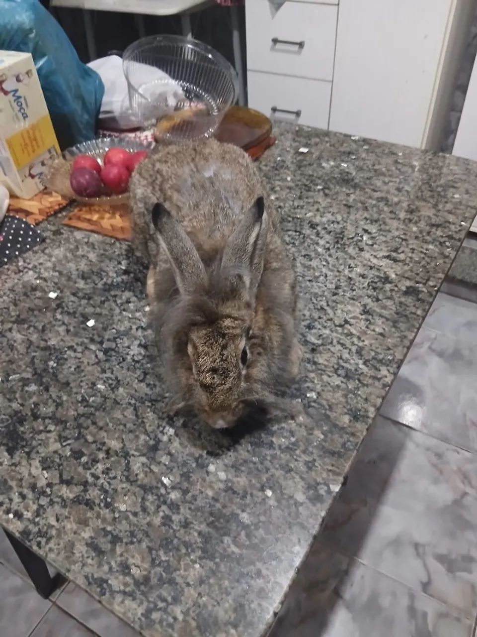 coelha pronta engravidar com 4kg - Foto 3