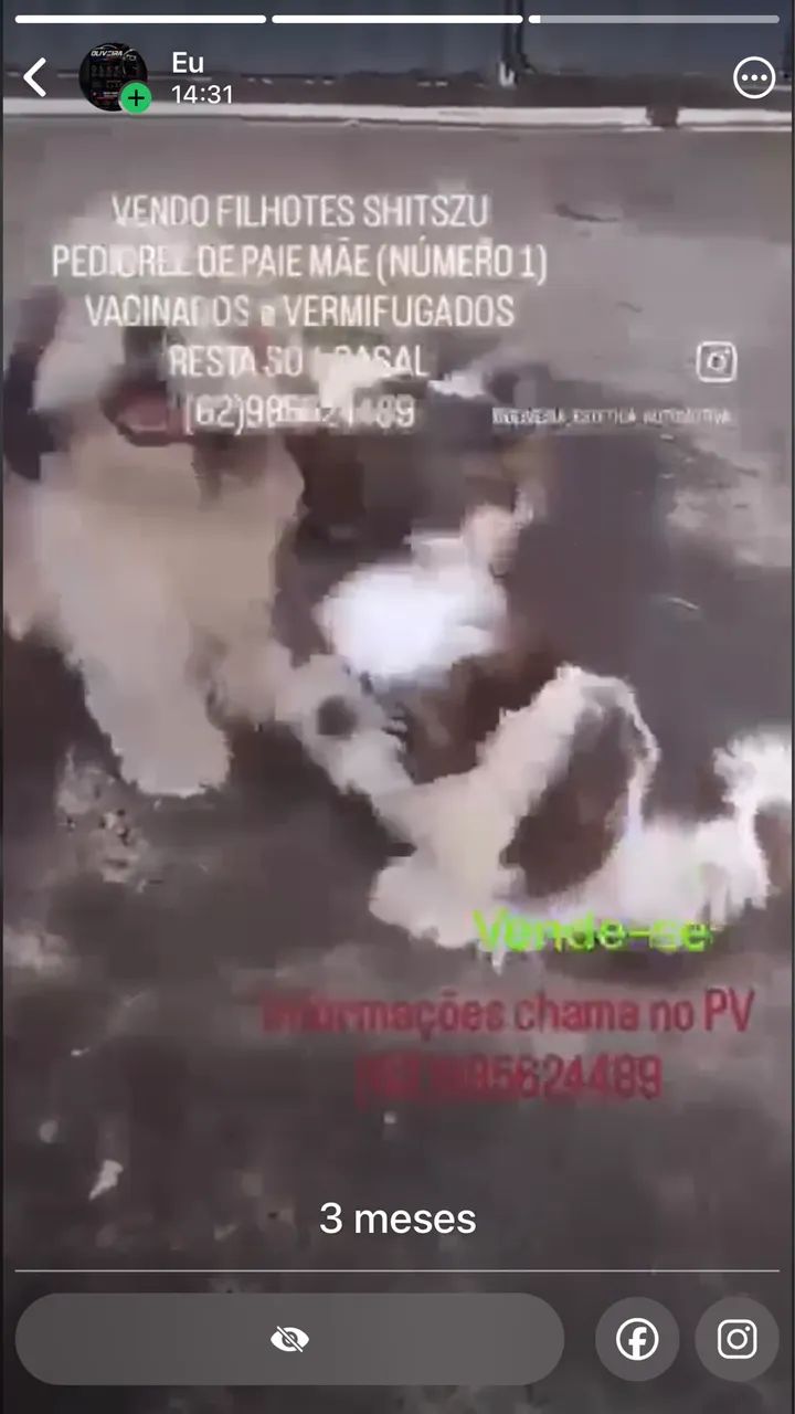 Vende-se shitszu 