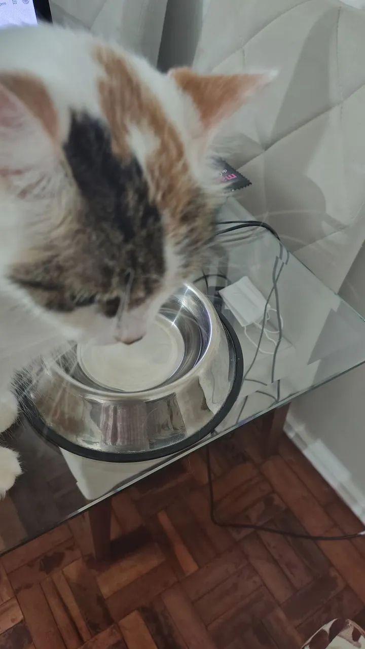 Doação de gato  - Foto 3