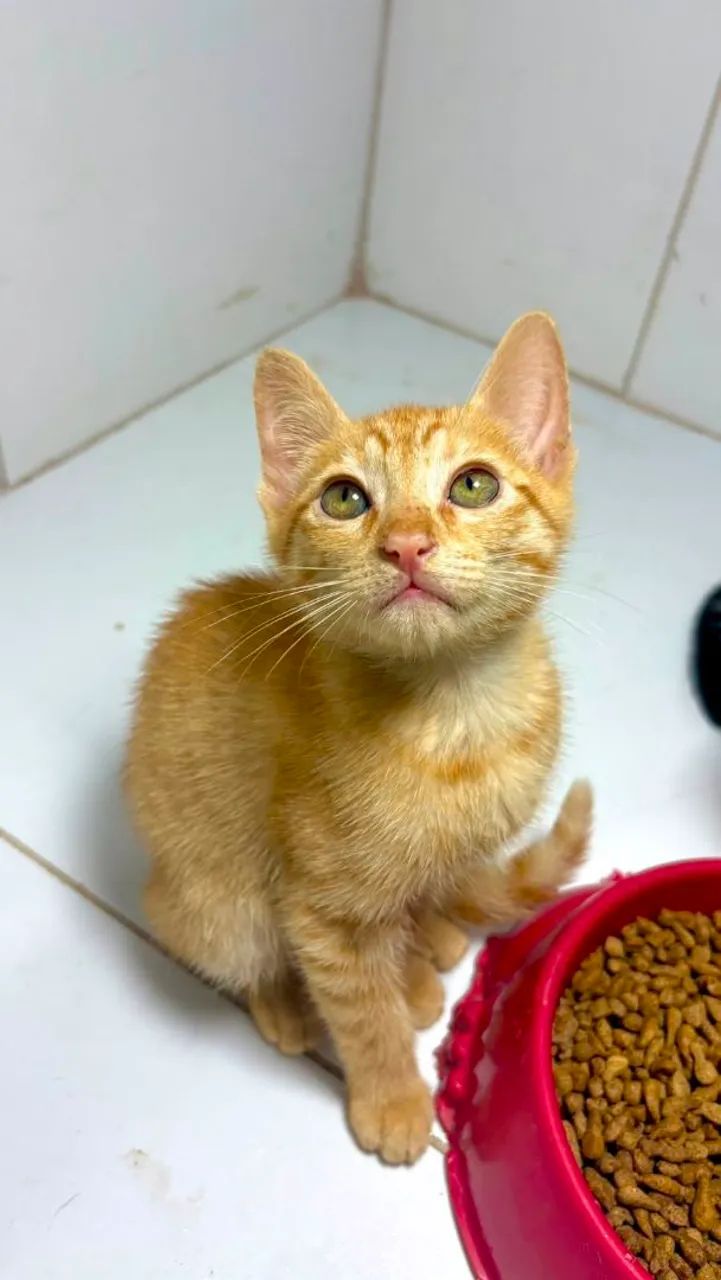 Gatinho a procura de um lar - Foto 4