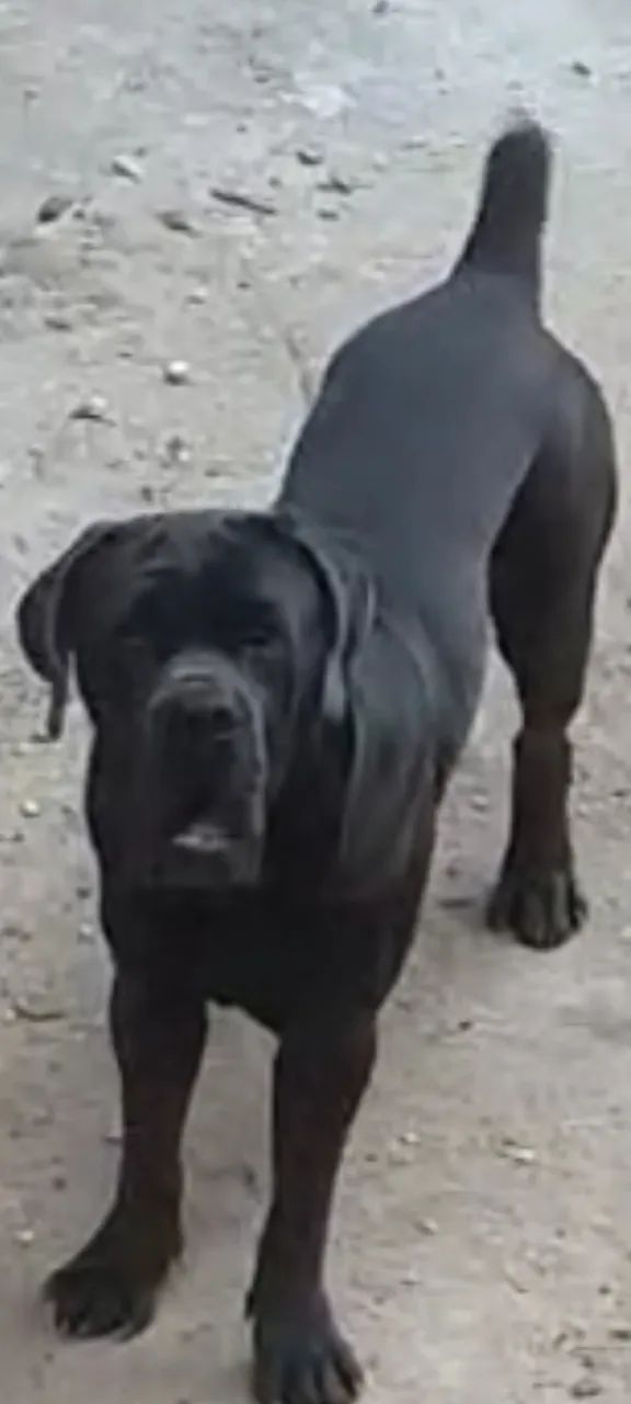 Cane corso p cruzamento